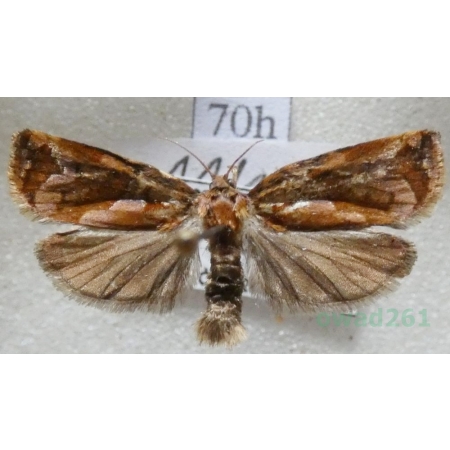Archips oporana (Linnaeus, 1758) Zwójka sosnówka Czech70h